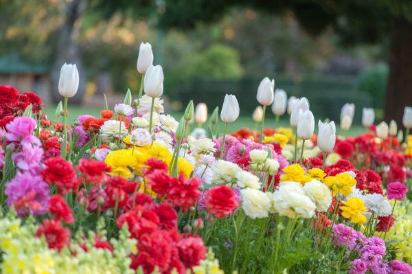Gardening Service in Saint Charles