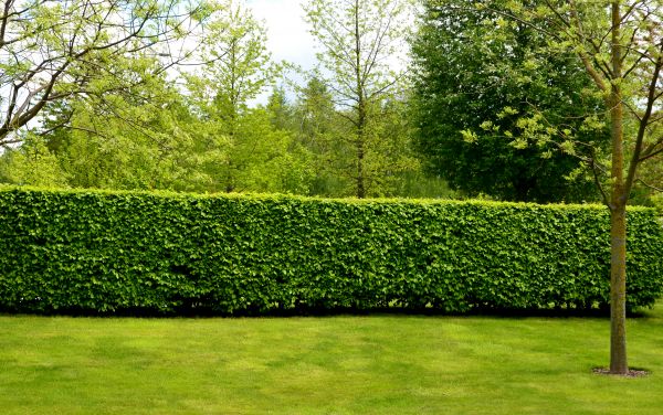 Hedge Planting in Saint Charles