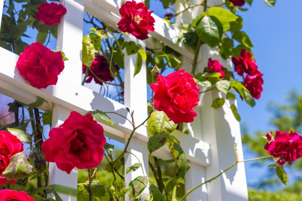 Home Gardening Service in Saint Charles