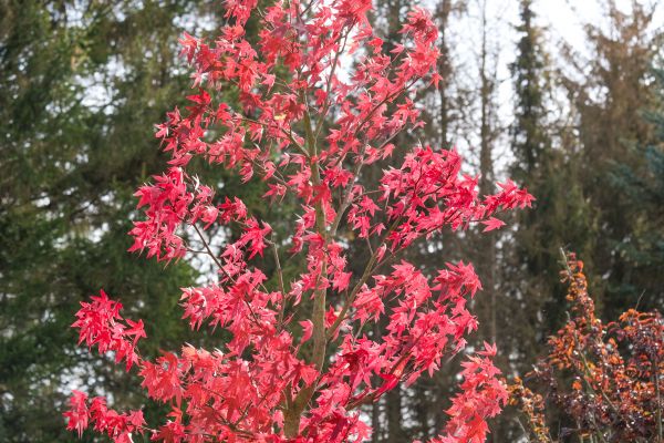 Japanese Maple Planting in Saint Charles