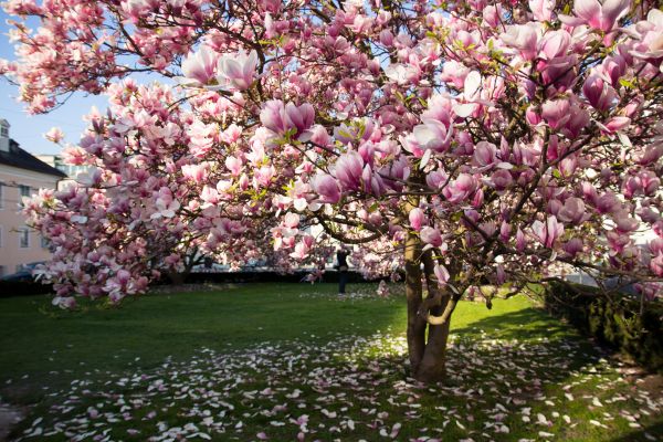 Magnolia Tree Planting in Saint Charles