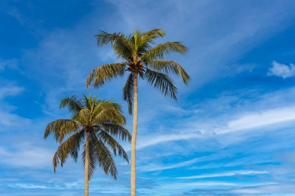 Palm Tree Planting in Saint Charles