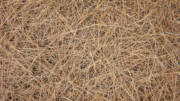 Pine Needles Delivery in Saint Charles