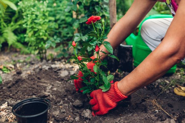 Planting Service in Saint Charles