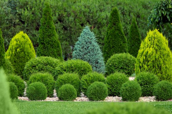 Shrub Replacement in Saint Charles