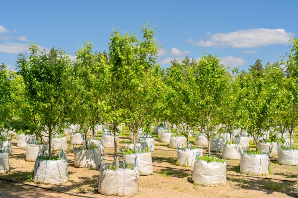 Tree Planting Service in Saint Charles