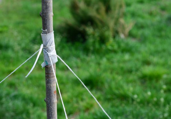 Tree Staking Service in Saint Charles