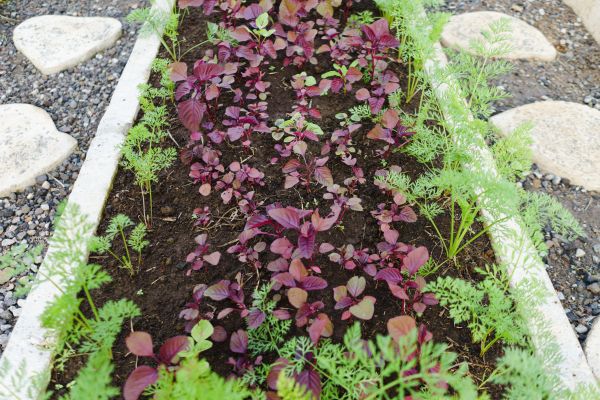 Edging Installation in Saint Charles