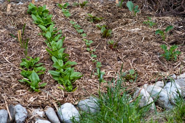 Mulch Service in Saint Charles
