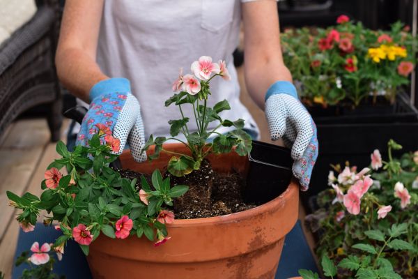 Plant Care Service in Saint Charles