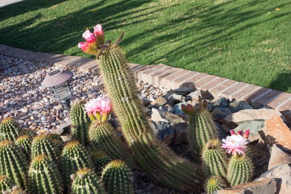 Desert Landscaping in Saint Charles