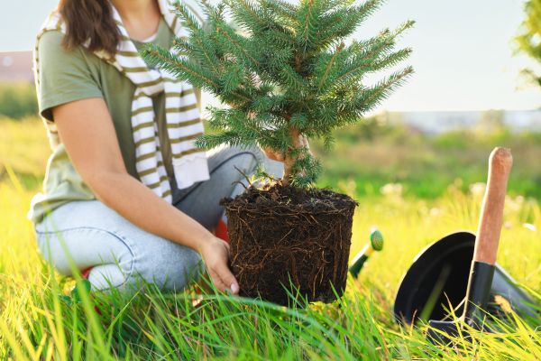 Spruce Tree Planting in Saint Charles