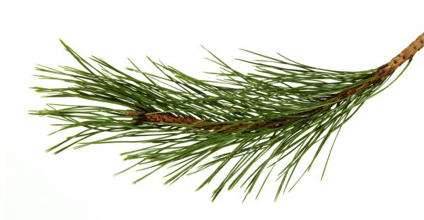 Pine Needles Installation in Saint Charles