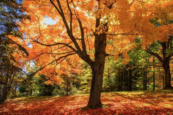 Maple Tree Planting in Saint Charles