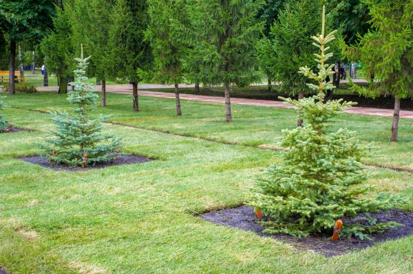 Privacy Trees Planting in Saint Charles