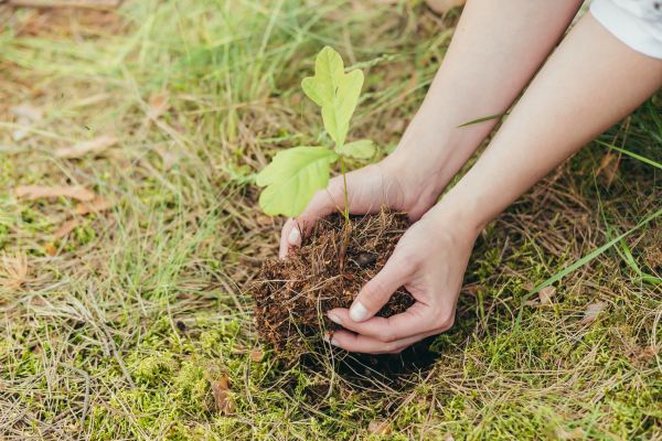Oak Tree Planting in Saint Charles