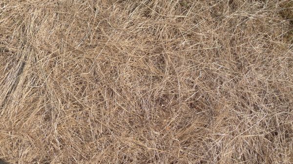 Pine Straw Replacement in Saint Charles