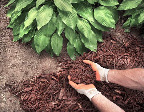 Bark Spreading in Saint Charles