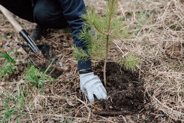Pine Tree Planting in Saint Charles