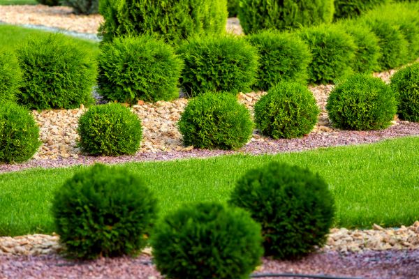 Bush Replacement in Saint Charles