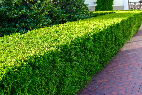Hedge Installation in Saint Charles