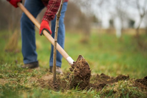 Trees Planting in Saint Charles