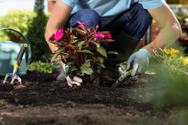 Plant Replacement in Saint Charles