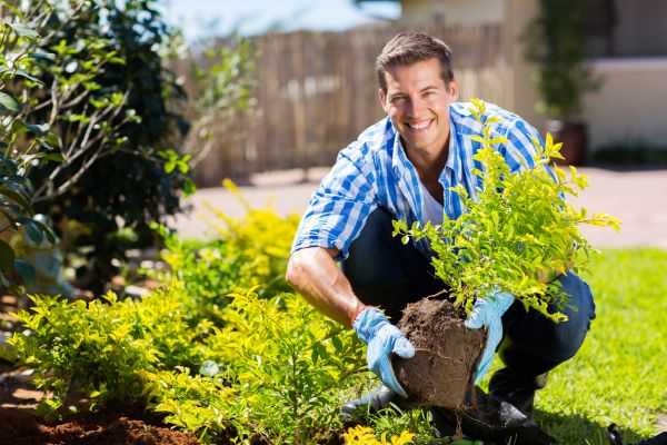 Shrub Landscaping in Saint Charles