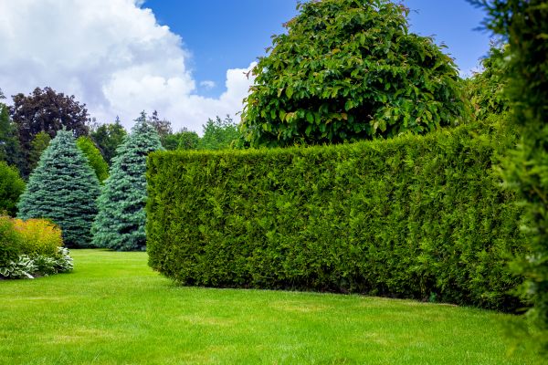 Hedge Landscaping in Saint Charles