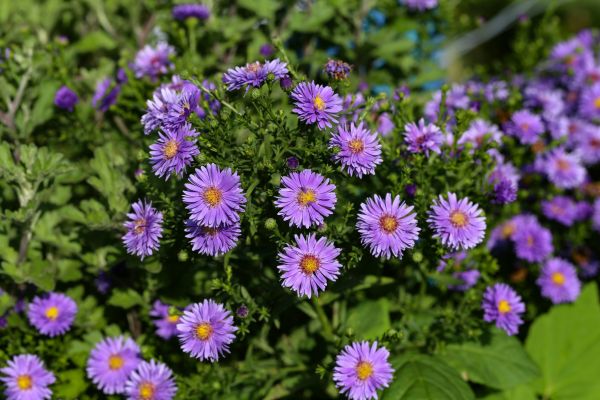 Perennial Flower Planting in Saint Charles