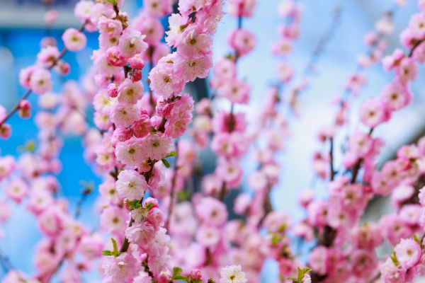 Japanese Cherry Tree Planting in Saint Charles