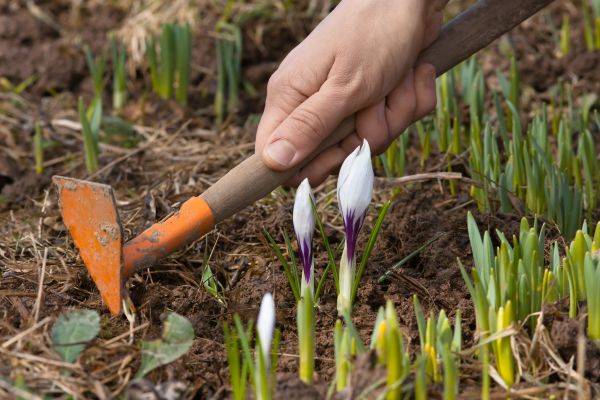 Flower Garden Weeding in Saint Charles
