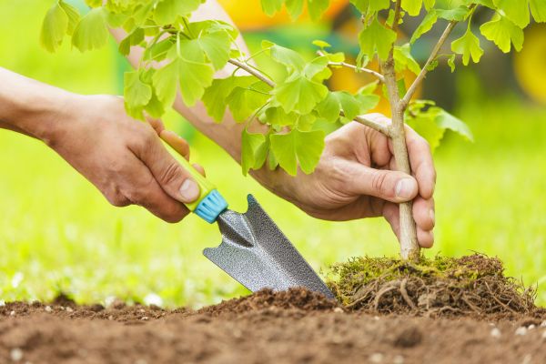 Fruit Tree Planting in Saint Charles