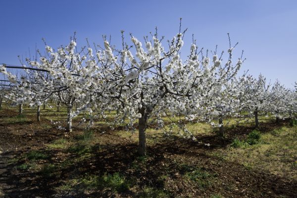 Orchard Planting in Saint Charles
