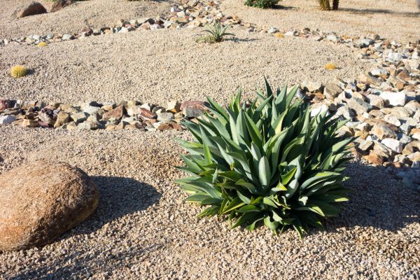 Xeriscaping Service in Saint Charles