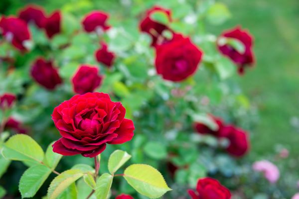 Rose Planting in Saint Charles