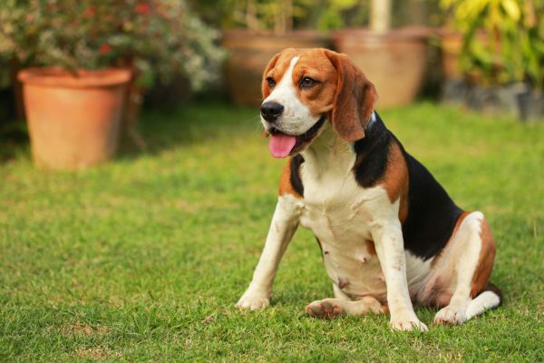 Dog Friendly Landscaping in Saint Charles
