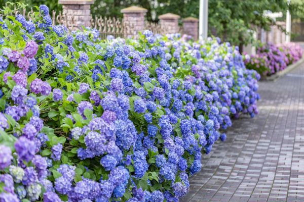 Hydrangea Landscaping in Saint Charles