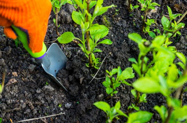 Hydrangea Planting in Saint Charles