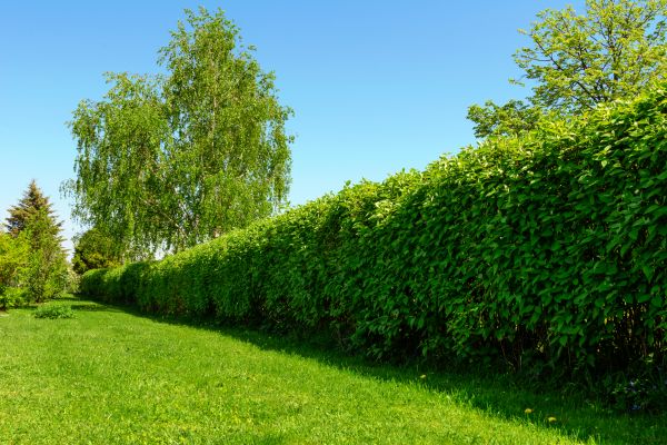 Hedge Replacement in Saint Charles
