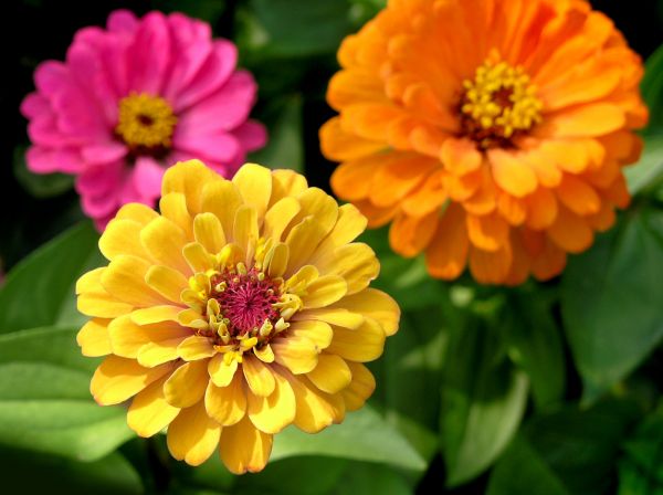 Zinnia Planting in Saint Charles