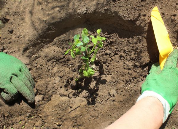 Rose Bush Planting in Saint Charles