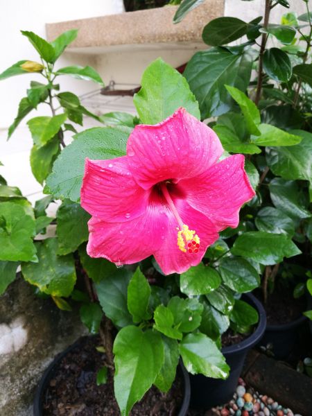 Hibiscus Planting in Saint Charles