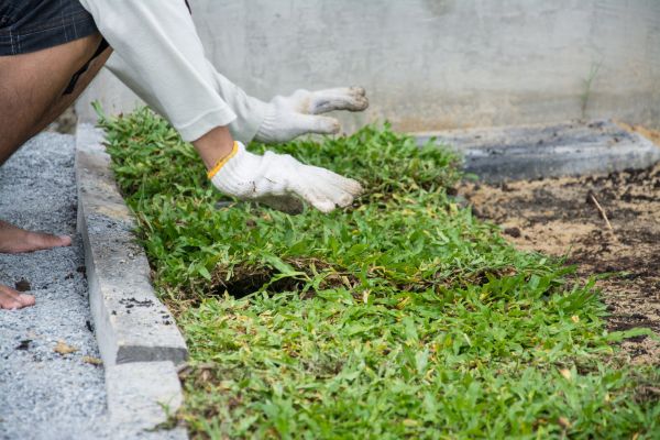 Ground Cover Planting in Saint Charles