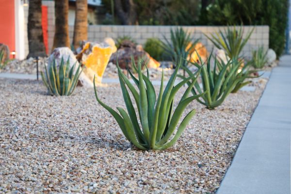 Drought Resistant Landscaping in Saint Charles