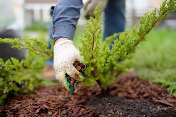 Church Mulching in Saint Charles