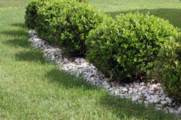 Boxwood Planting in Saint Charles