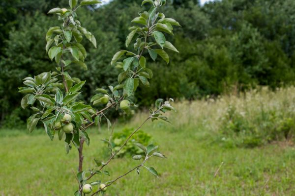 Apple Tree Planting in Saint Charles