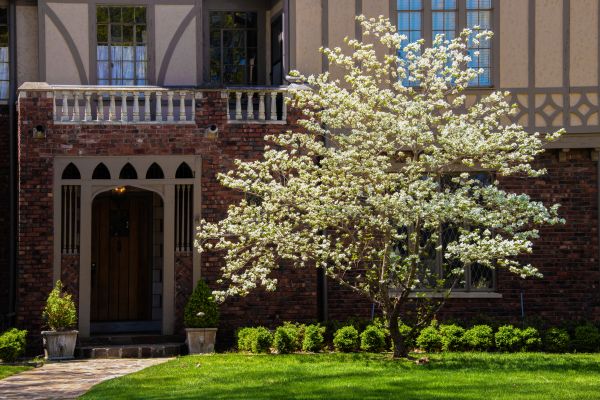 Dogwood Tree Planting in Saint Charles